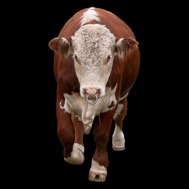 Taureau