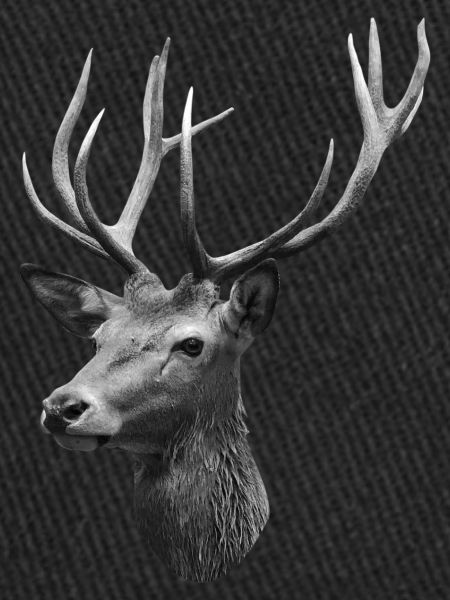 Deer head