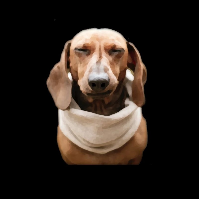 Teckel Dachshund Effectif