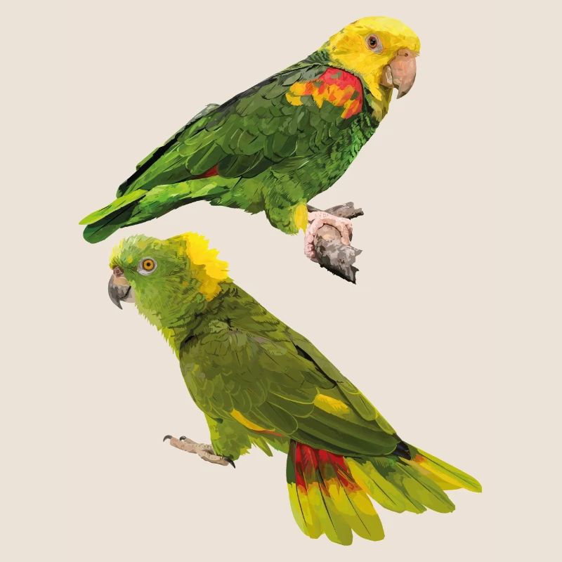Perroquets