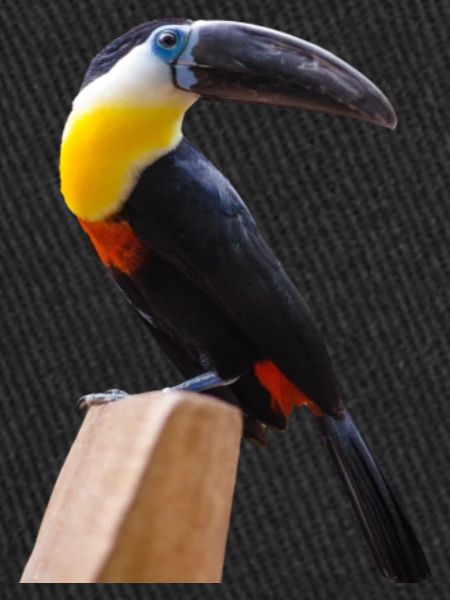 oiseaux long bec