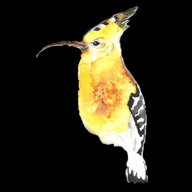 Wiedehopf Ornithologist