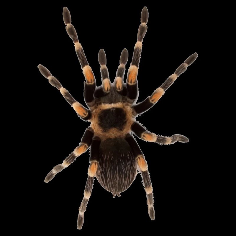 Spinne