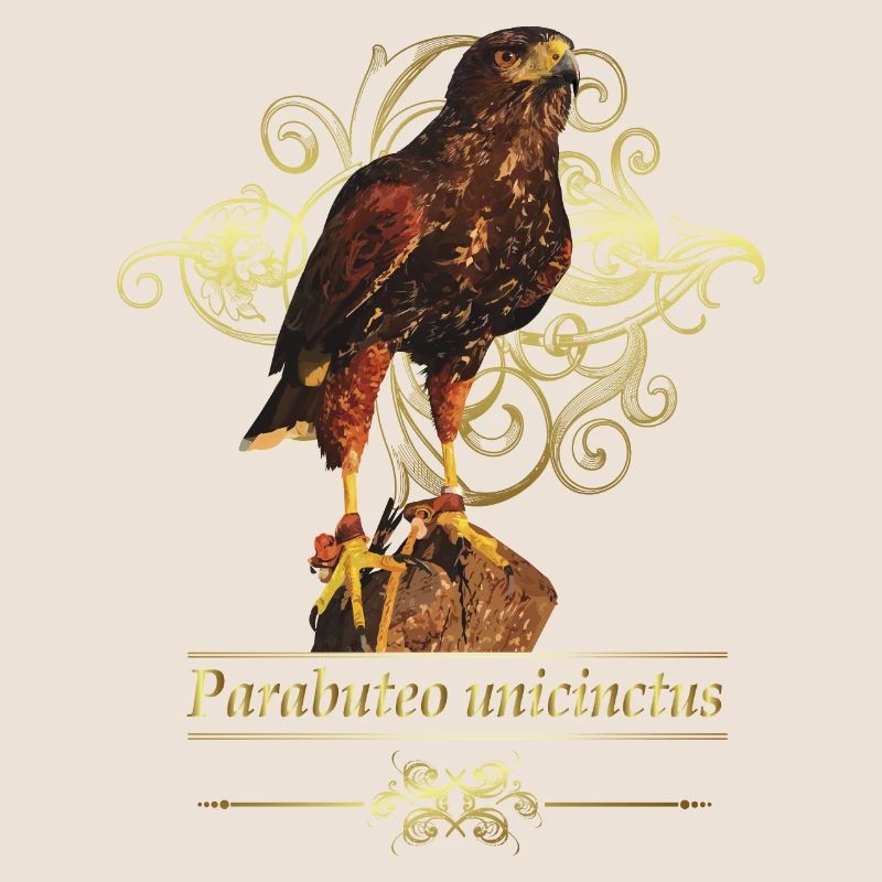 Reddish-reddish hawk