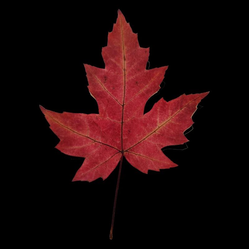 Herbstblatt