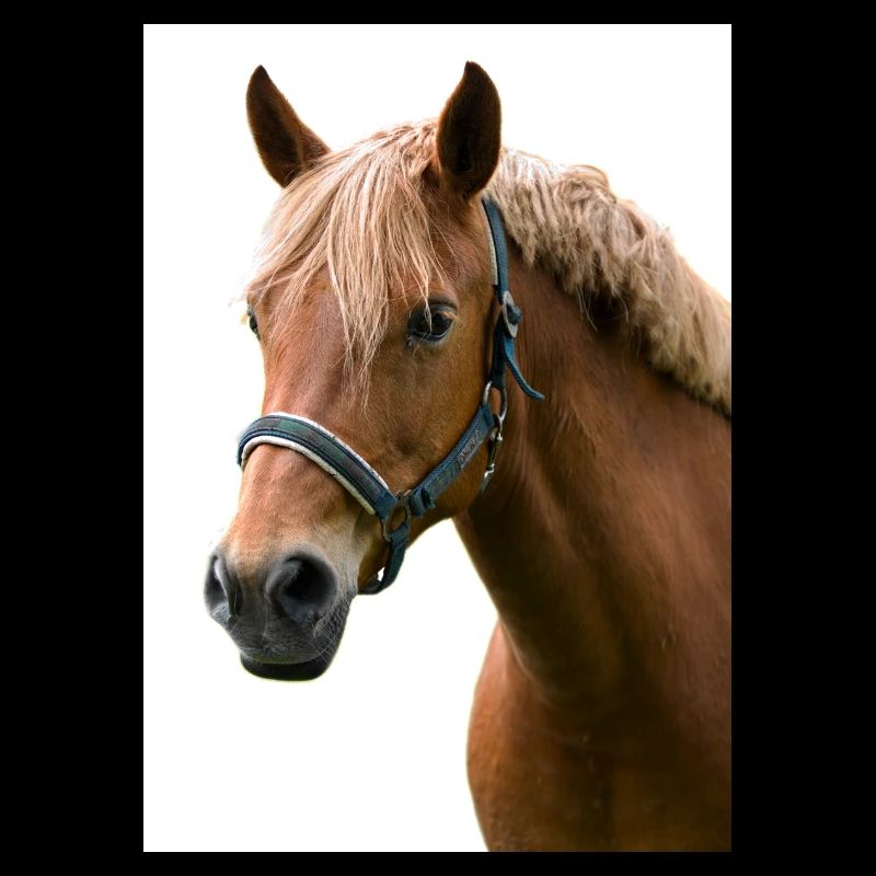 Cheval. Cheval.