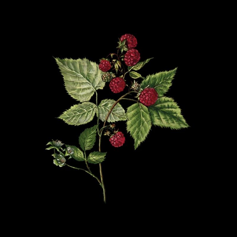 Framboise