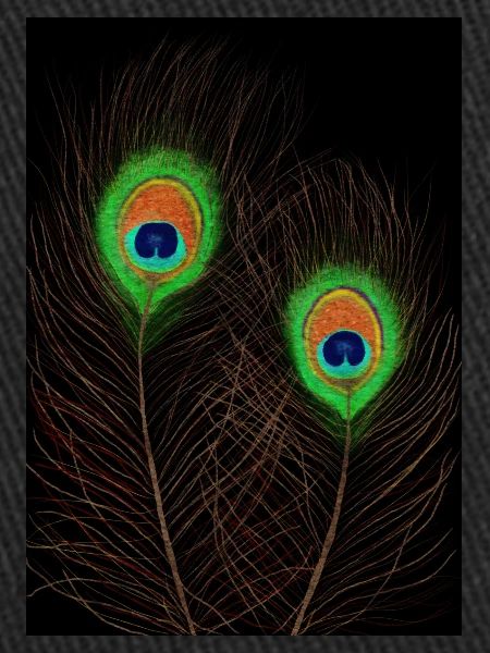 Peacock Feathers on Black