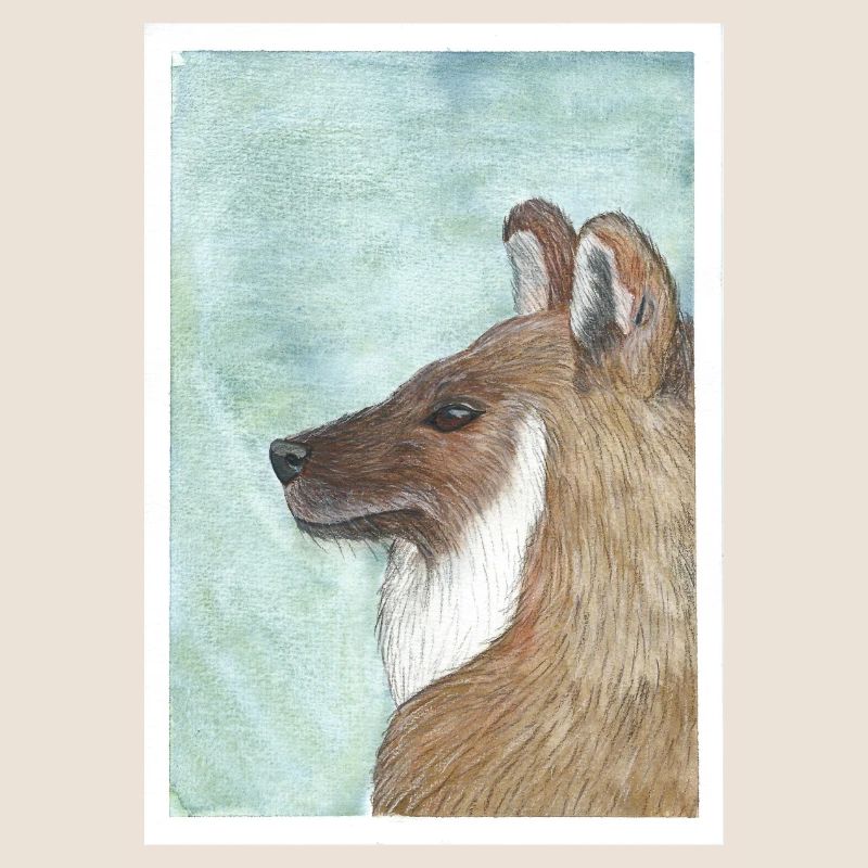 Dhole