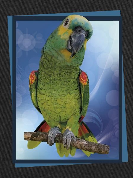The blue-fronted amazon