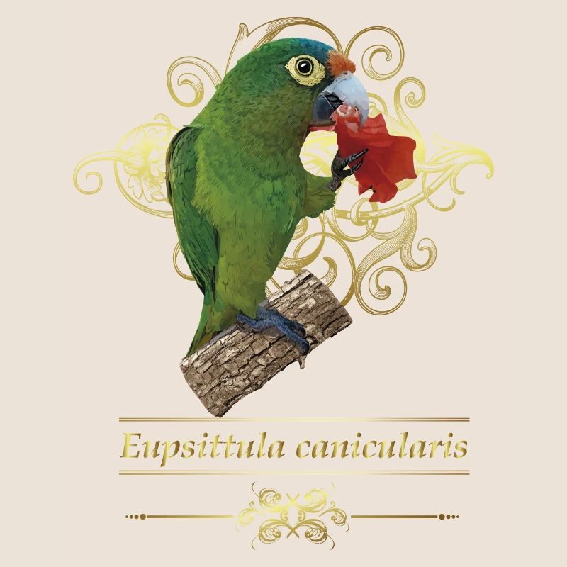 La perruche à front orange