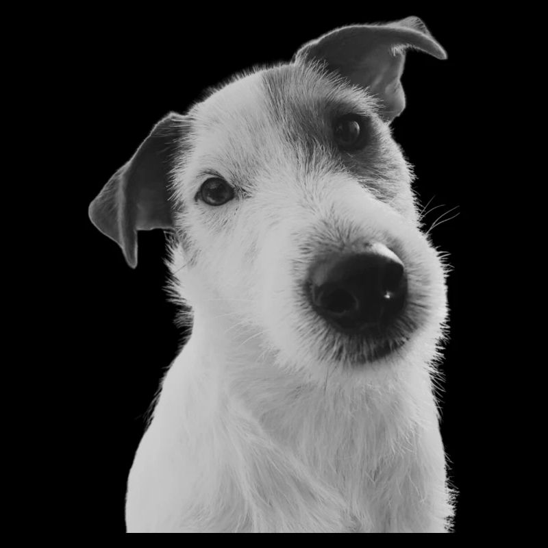 Klopfer der Jack Russel
