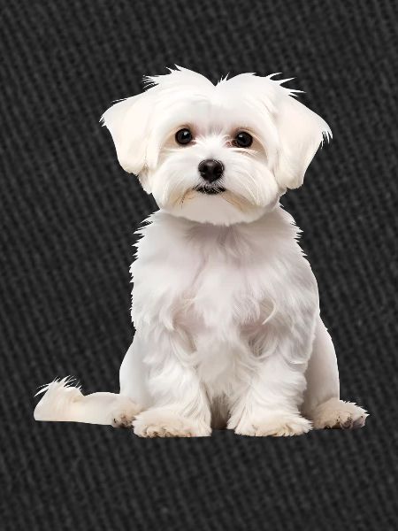 Maltese