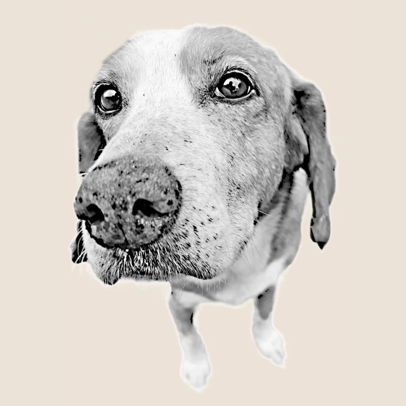 Nez de chien