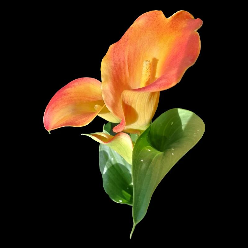Orange Calla Blossom Magic