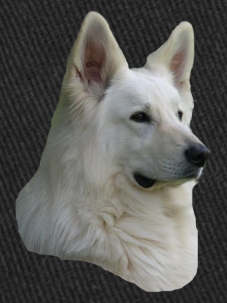 White Shepherd Head