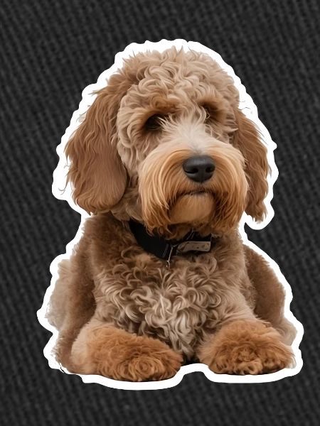 Caniche