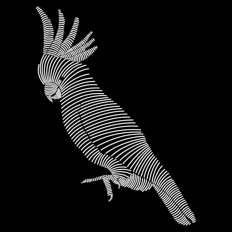 Cockatoo Bird Sketch