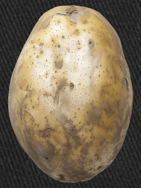 Potato