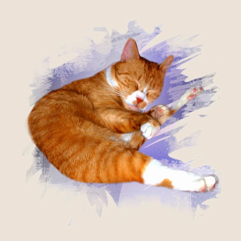 simba_kater_kopie