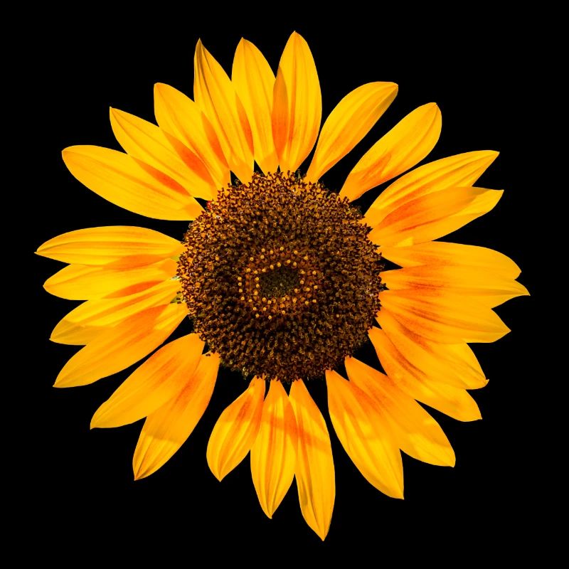 Sonnenblume