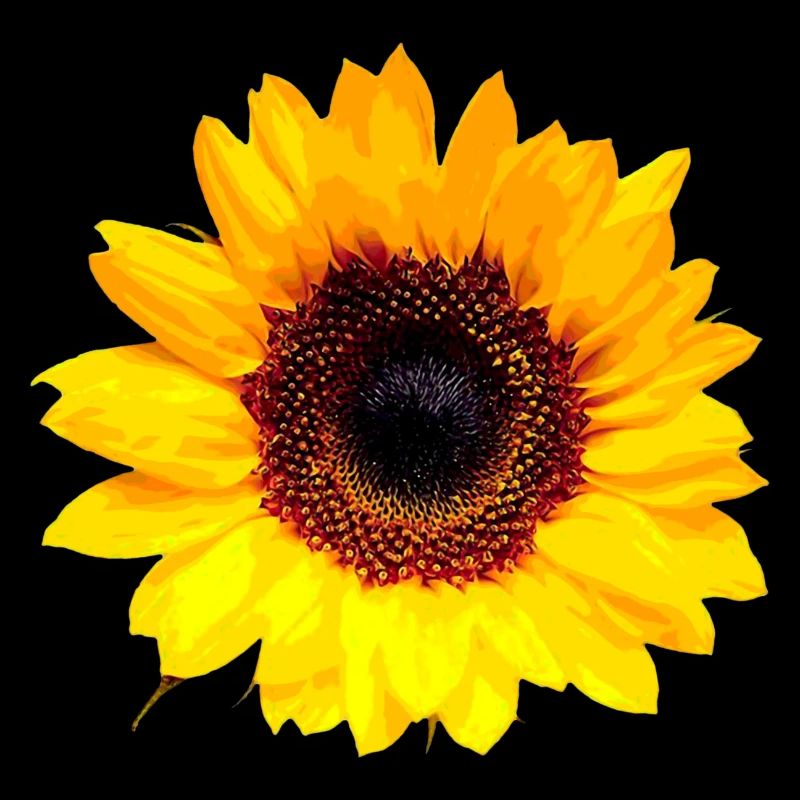 Sonnenblume / Sun Flower