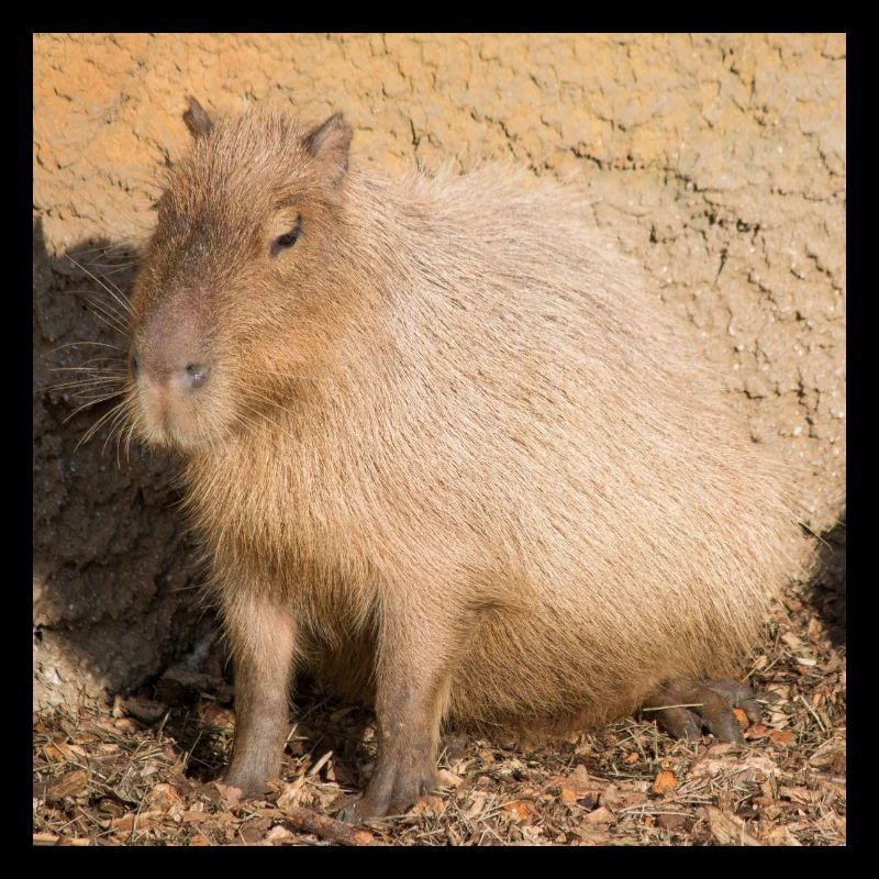 Capybara capybara (Hydrochoerus hydrochaeris)