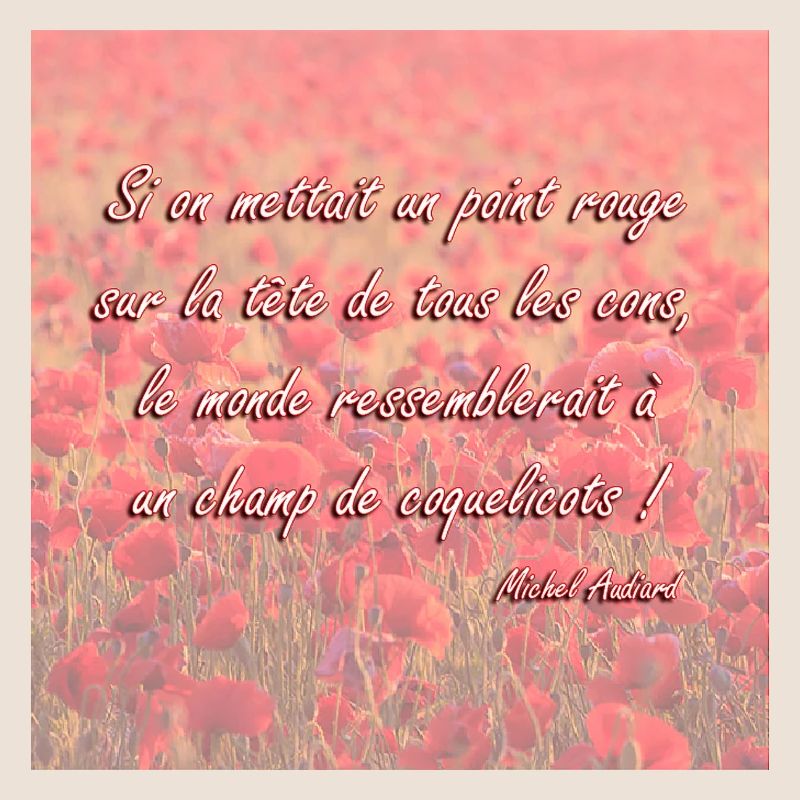 Champs de coquelicots