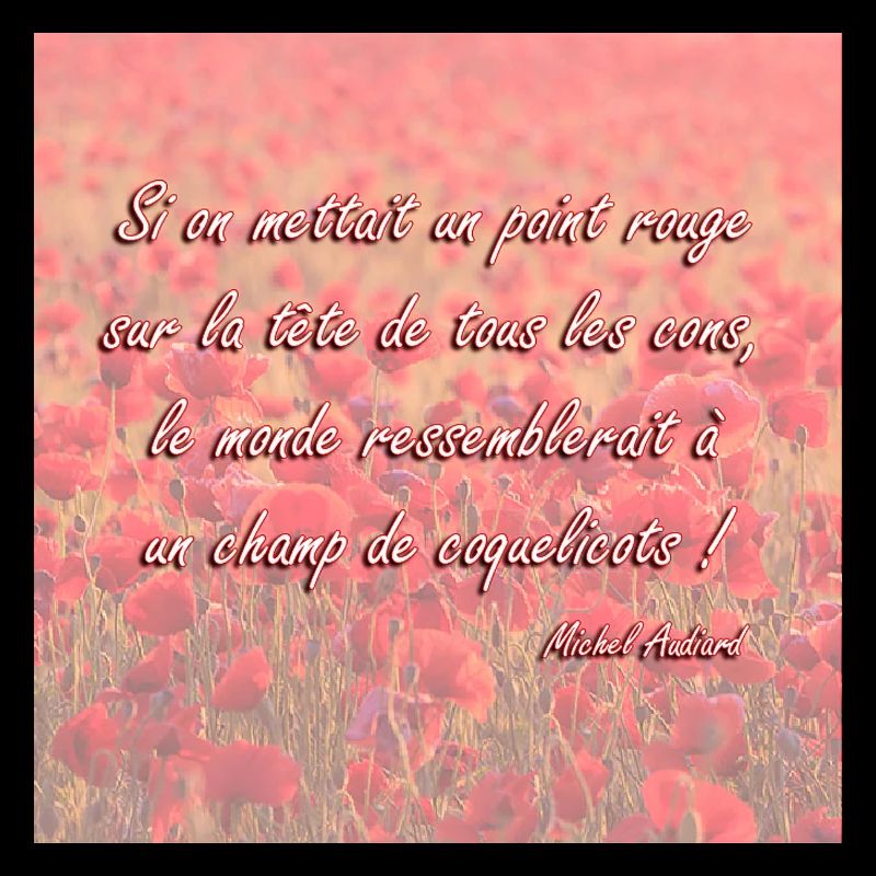 Champs de coquelicots