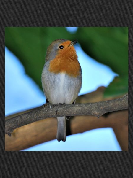 robin