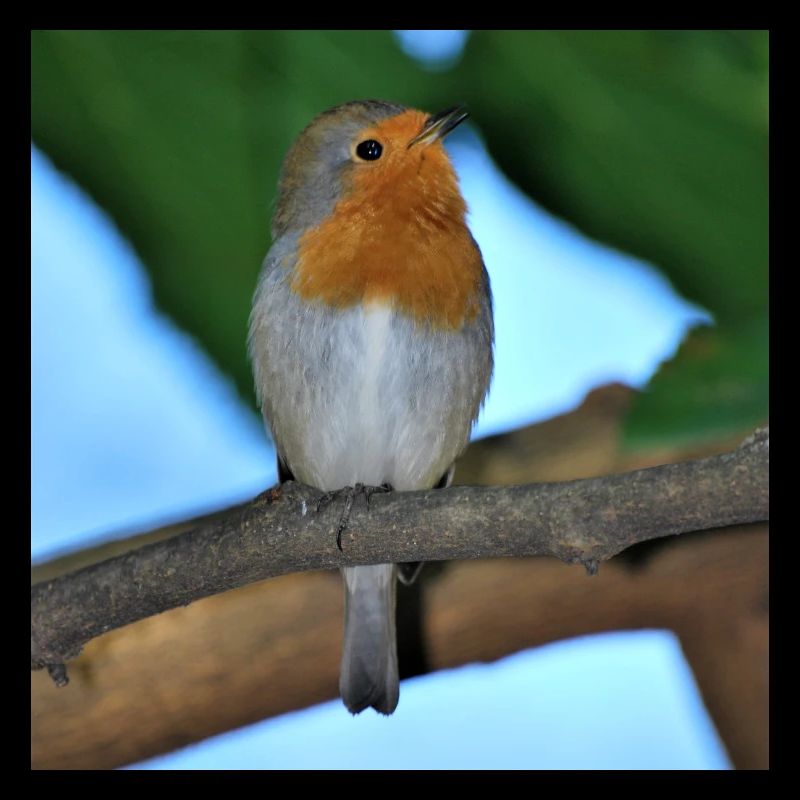 robin