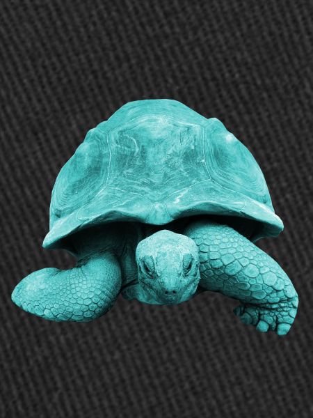 Turtle Tortoise