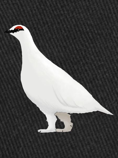 Ptarmigan