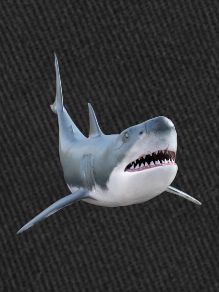 Requin blanc, requin