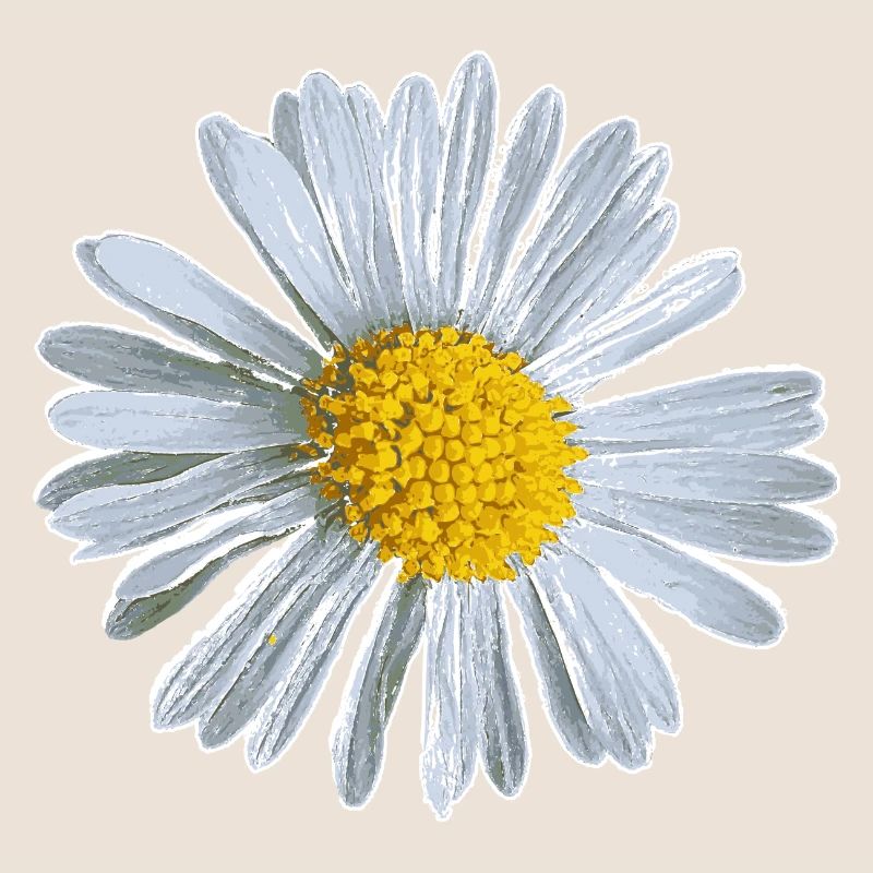 Blume Blüte Gänseblümchen Blumen Design