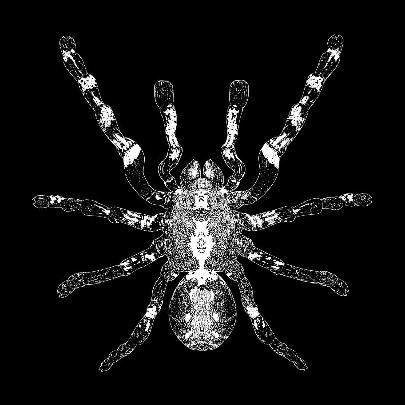 Araignée, arachnide