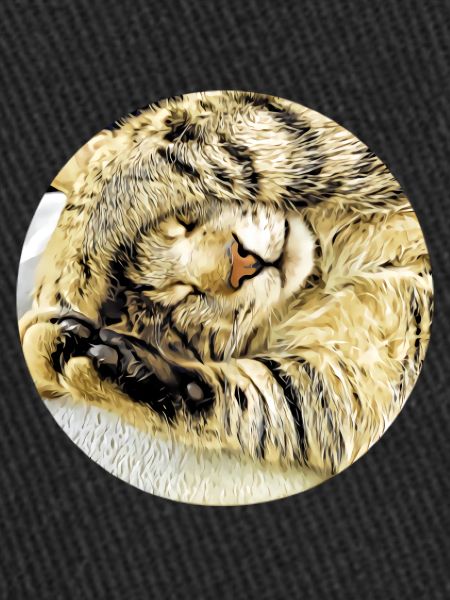 Chubby sleeping tabby cat