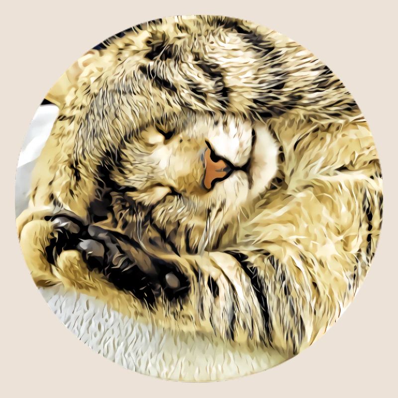 Chubby sleeping tabby cat