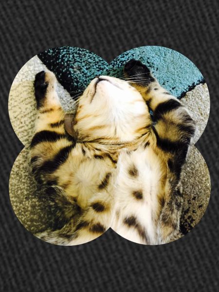 Lazycat