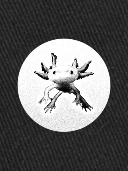 Axolotl