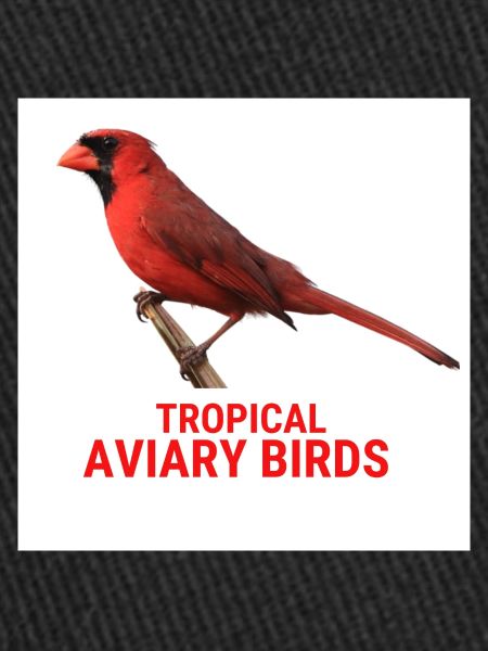 Oiseaux de volière tropicale