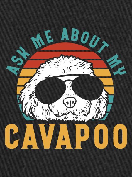 Cavapoo Cavoodle Capoodle Chien