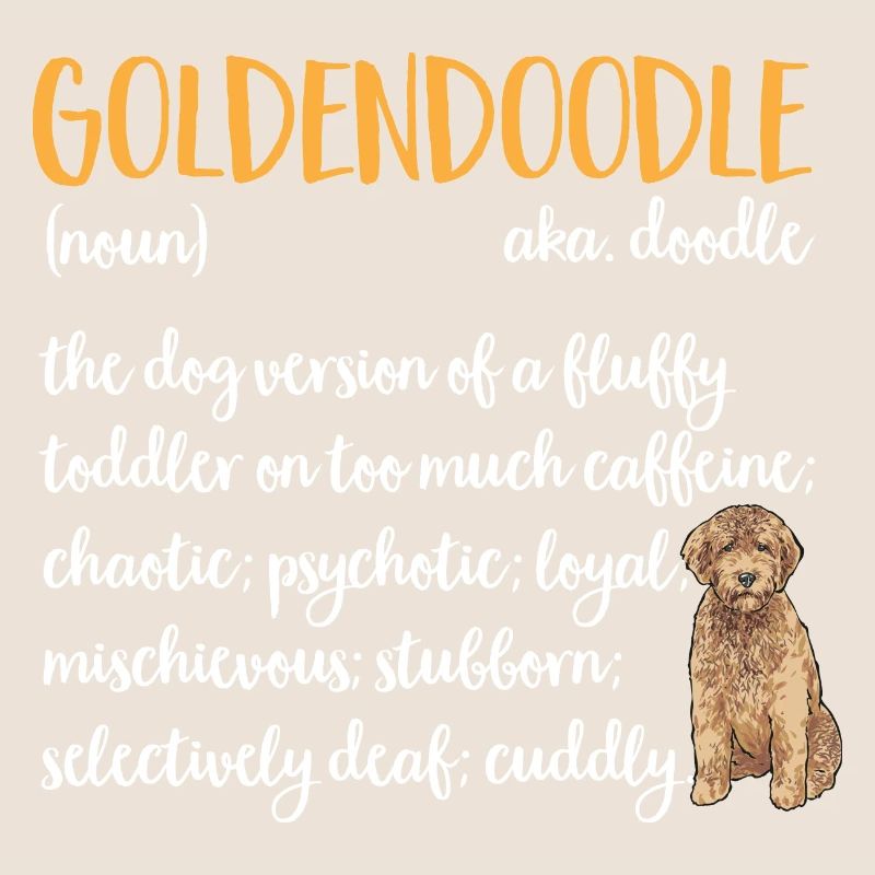 Goldendoodle Doodle Chien