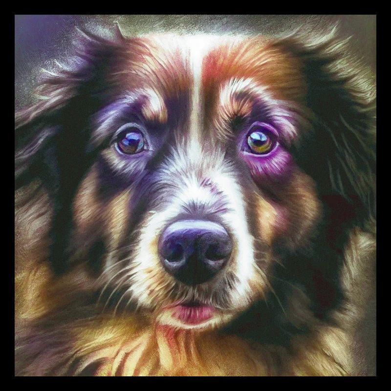 Australian Shepherd Hunderasse Hundeportrait