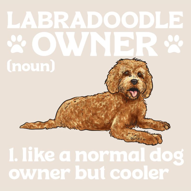 Labradoodle Chien