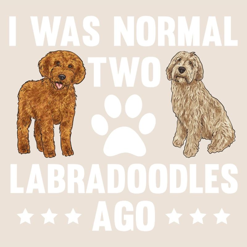 Labradoodle Hund