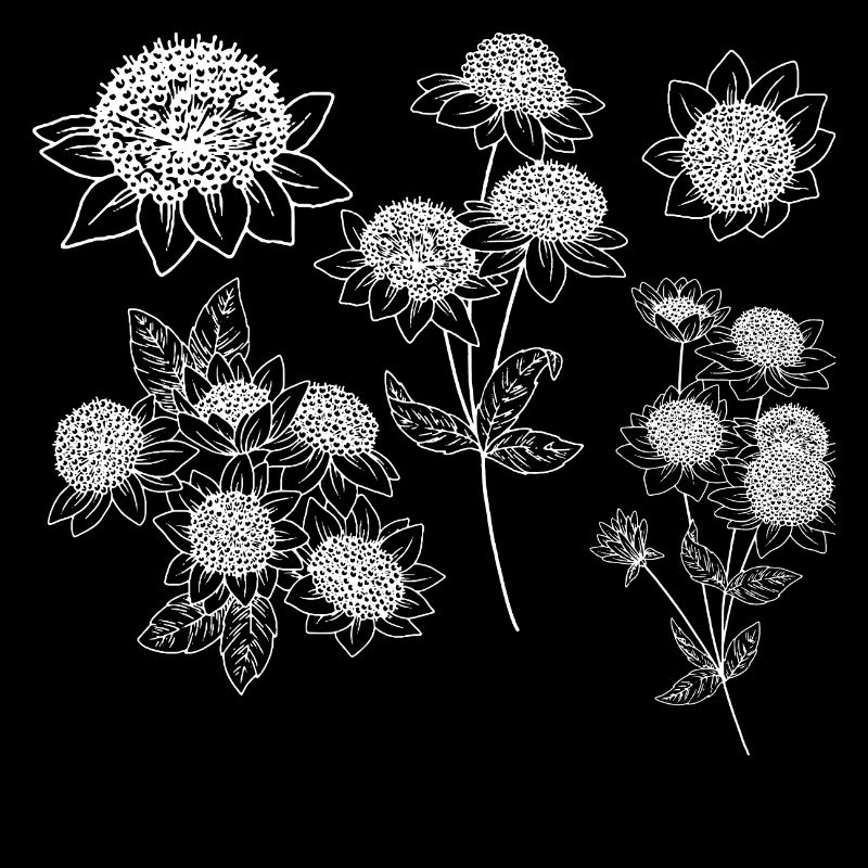 Groupe de fleurs astrantia maxima