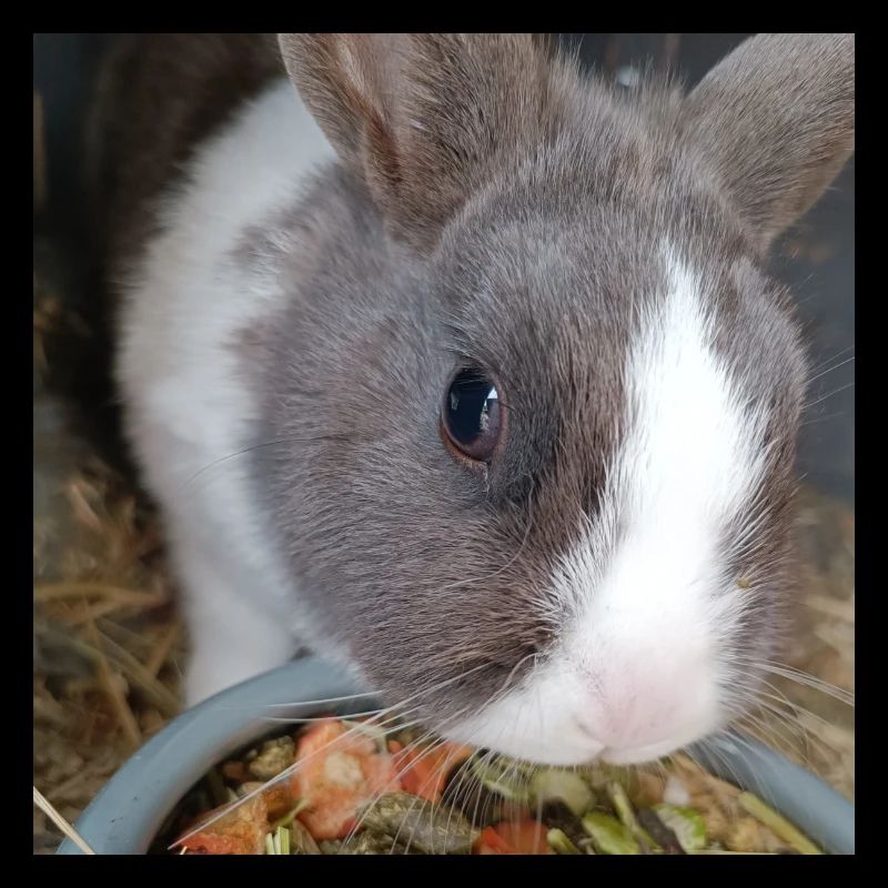 Kaninchen 2