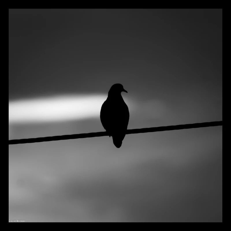 pigeon