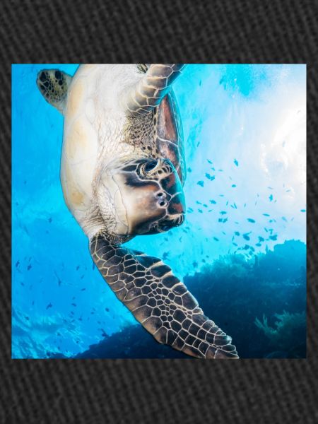 Tortue